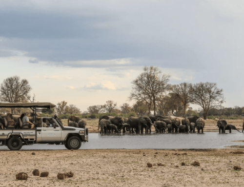 Imvelo Safari Lodges – Special Offers
